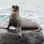 sea-lion