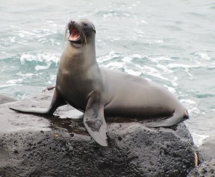 sea-lion